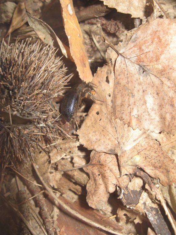 Tenebrionidae: Dendarus coarcticollis? di Bellano (LC)